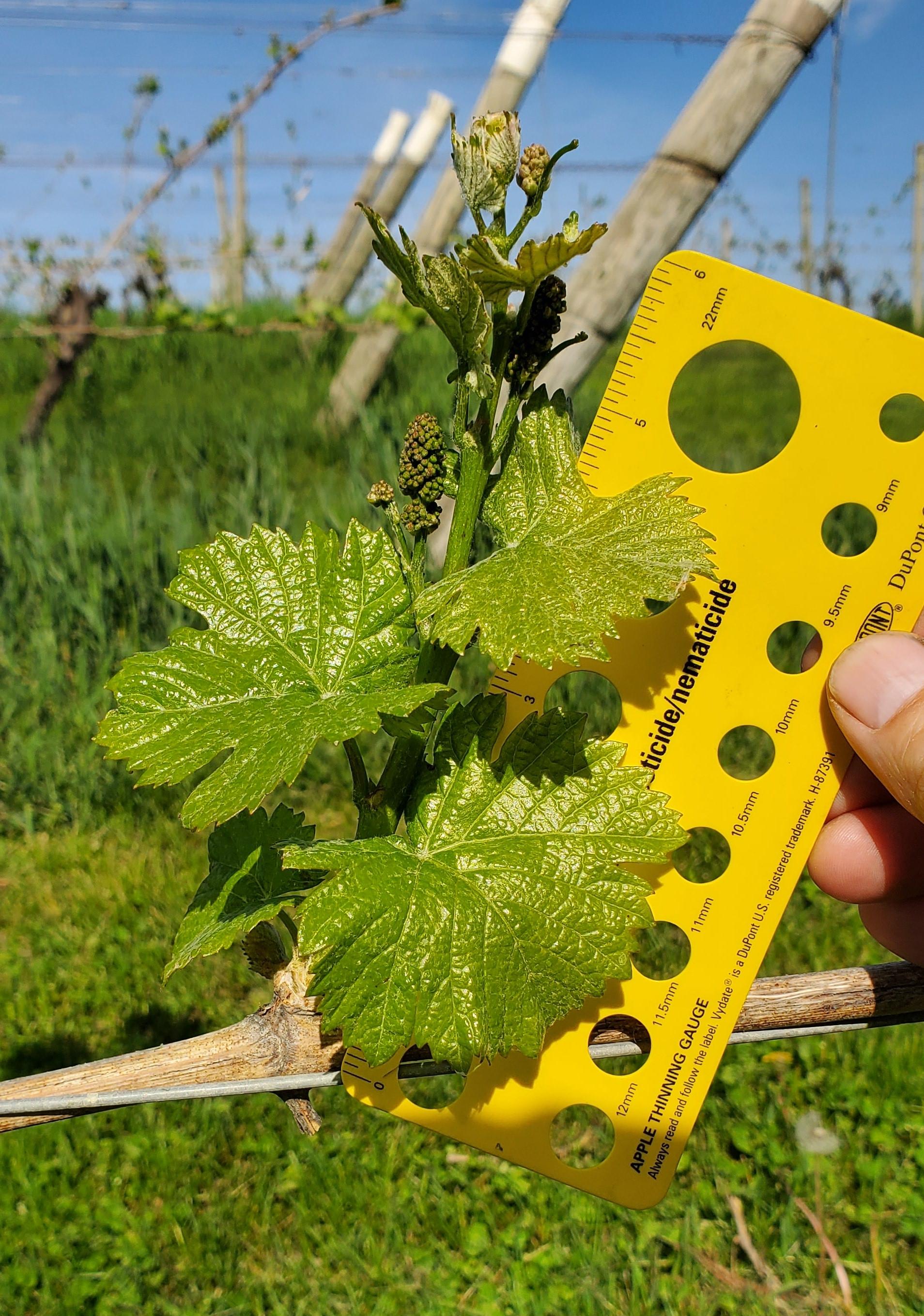 Pinot Noir grapes.